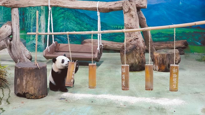 圆宝率先抓下「营养调配师」的竹筒。（台北市立动物园提供／游念育台北传真）