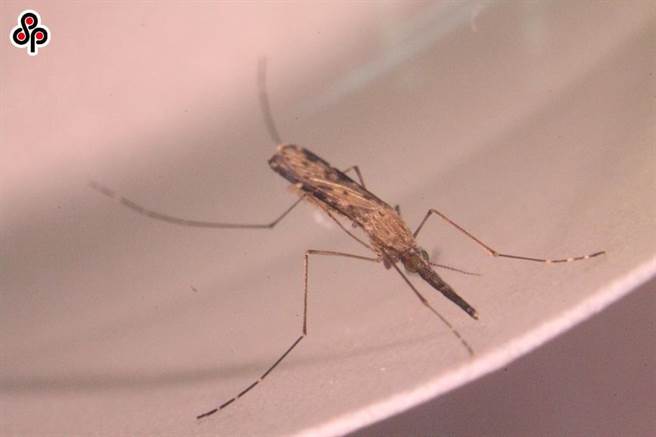 WHO官宣認證：中國大陸已消除瘧疾。圖為中華瘧蚊是傳播瘧疾的病媒蚊。（本報系資料照／疾管署提供）