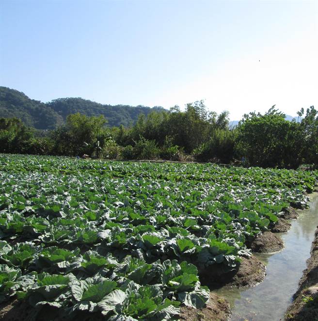 疫情加水情双重衝击，桃园市管河川免收使用费，图为河川区申请种植高丽菜。(水务局提供／蔡依珍桃园传真)