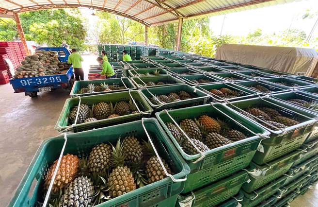 因市场饱和，供过于求，台东县鹿野乡1处集货场，还堆满2万斤运不出去的凤梨。（庄哲权摄）