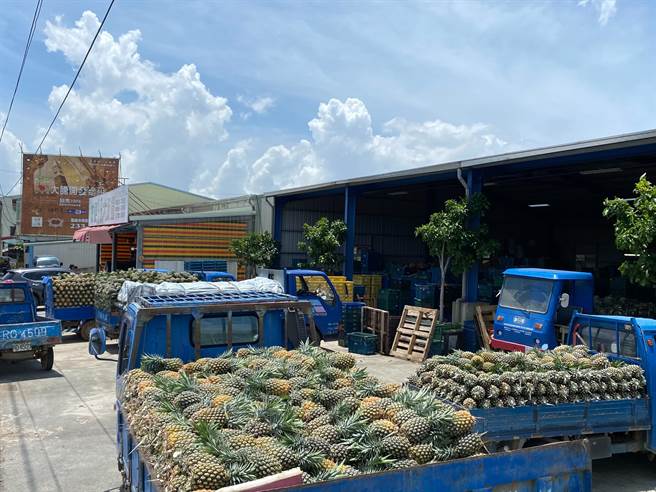 农民将一车一车的凤梨载到嘉县大林镇的凤梨集货场交货，因量多现场需排队等交货。（张亦惠摄）