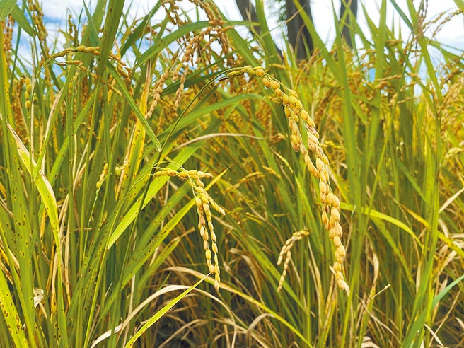 台东县关山镇水稻大丰收，由于西部地区一期稻作缺水休耕，造成市场稻谷量少，关山镇农会宣布调涨部分品种的收购价。（蔡旻妤摄）