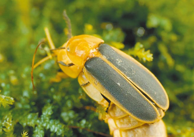公路總局第五區養護工程處，在阿里山公路台18線營造多處螢火蟲微棲地。（公路總局第五區養護工程處提供／呂妍庭嘉義傳真）