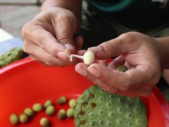 食農教育線上化 居家就能賞蓮、體驗剝蓮子