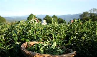 坪林茶葉新商機 包種茶推出立體茶包