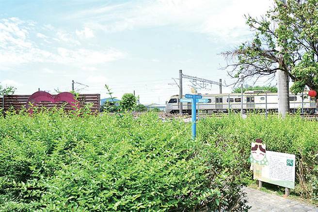 花坛乡成为全台最大面积的茉莉花植栽区。　记者-王政／摄