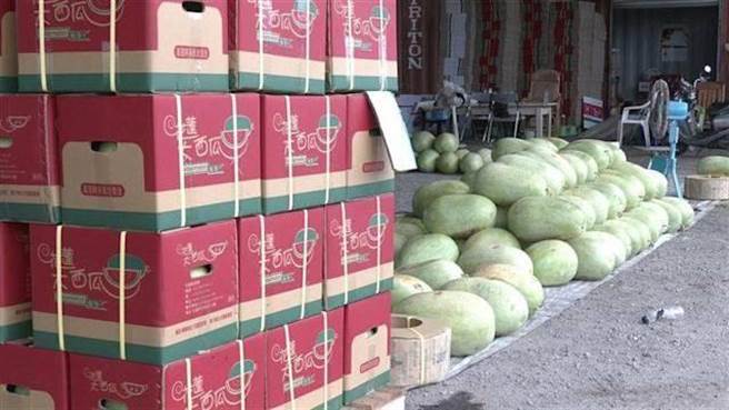 花莲东华大桥下的西瓜田园区，上月5日约有500颗寿丰大西瓜遭宵小漏夜窃走，经警方20几天的调查发现，整起案件竟是瓜农自导自演。（警方提供／罗亦晽花莲传真）