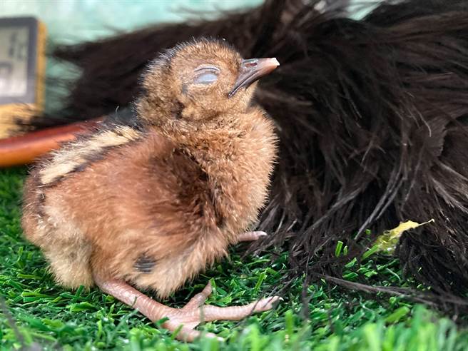 巴拉望孔雀雉寶寶非常容易分心，有時吃到一半會不小心睡著。(圖/臺北市立動物園提供)