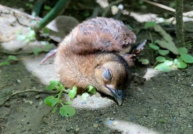 巴拉望孔雀雉寶寶有時會躺在地上做「日光浴」，利用紫外線殺死羽毛上的寄生蟲。(圖/臺北市立動物園提供)