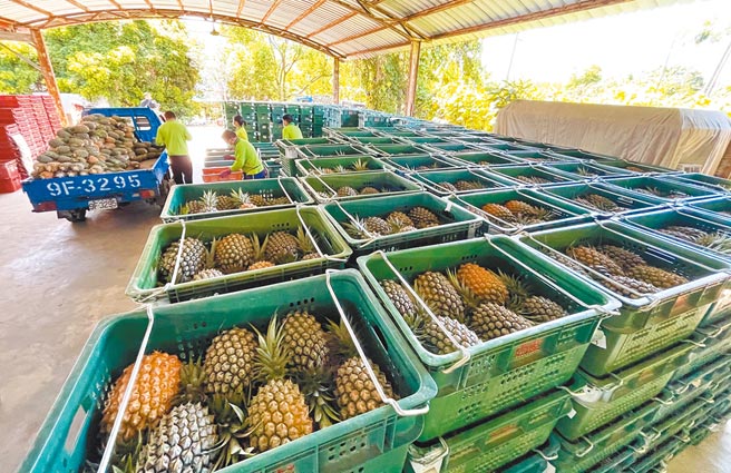因市场饱和，供过于求，台东县鹿野乡1处集货场，还堆满2万斤运不出去的凤梨。（庄哲权摄）