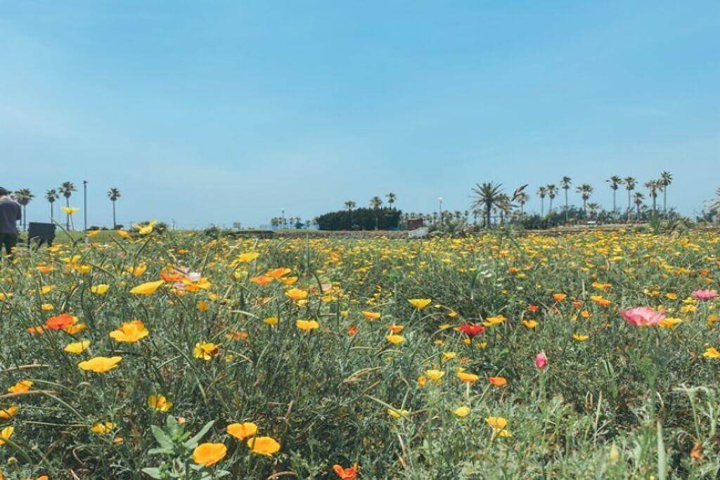 千葉館山最美花園變身露營天地試營運7月開始 中時新聞網 中時新聞網