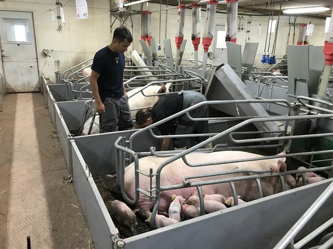 台南共有94场养猪场申请「辅导养猪场转型升级导入新式整合型设施计画」，农业局于6月25日抽出47场正取养猪场。（台南市农业局提供／刘秀芬台南传真）