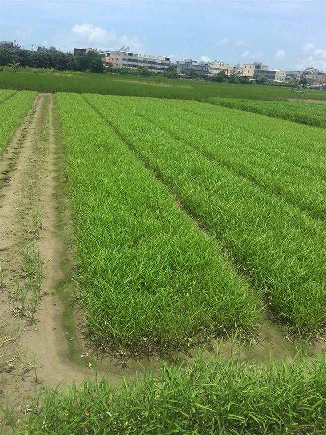 高雄市連日來豪大雨後出現烈陽，梓官區葉菜類全部均損壞，目前只有不受雨水影響的空心菜和地瓜葉可以採收。(林雅惠攝)
