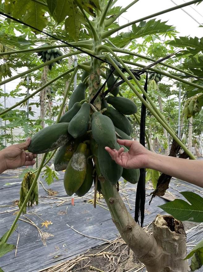 美濃木瓜面積約有100公頃，因這波豪雨影響受損面積約20％。(林雅惠攝)
