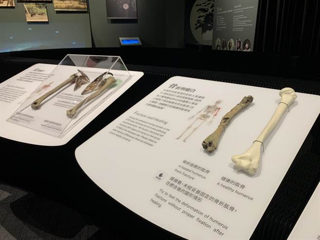 南科考古馆推出「我们活过：考古人骨遗骸暨墓葬展」，将于7月3日上午10时于南科考古馆脸书粉丝专页以线上开展。（南科考古馆提供／刘秀芬台南传真）