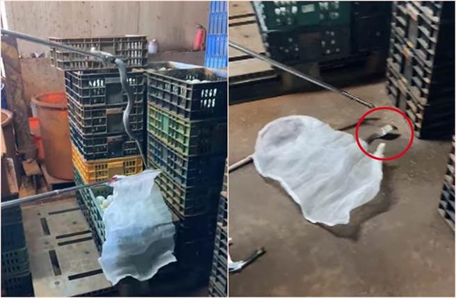 一名女网友听丈夫的话，独守眼镜蛇30分钟，等到捕蛇人来。（截自脸书社团《爆怨2公社》影片）