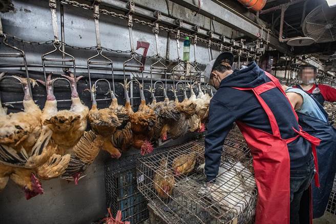 台灣至今卻仍存在「活禽交易市場、屠宰場」，且就在人口稠密的雙北都會區。（動社提供／林良齊台北傳真）