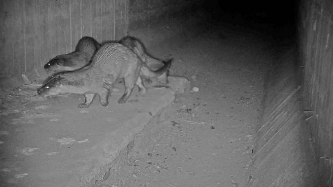 金門是珍稀保育類「歐亞水獺」在大陸沿海與台灣地區，唯一仍有穩定族群分布的地方。（金門縣府提供）