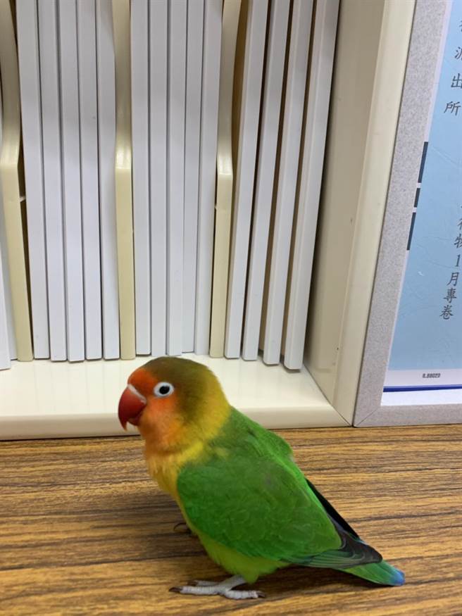 一只名为「宝包」的鹦鹉，日前主动飞到派出所「抱警」。(翻摄照片／林郁平台北传真）