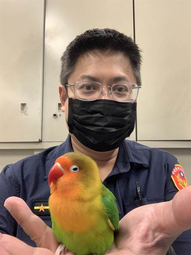 这只鹦鹉非常亲人，乖乖停在员警手上，似乎是向警方报案自己走失了。(翻摄照片／林郁平台北传真）