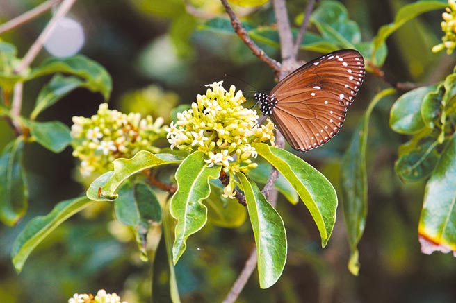 近来南台湾雨水丰厚，使得大量紫斑蝶飞进恒春半岛，垦管处也为此呼吁用路人，开车经过时应减速慢行至时速50公里以下，避免造成蝴蝶车祸伤亡。图为小紫斑蝶。（垦管处提供／谢佳潾屏东传真）