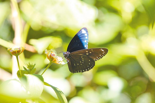 大量紫斑蝶飞进恒春半岛，垦管处呼吁用路人，开车经过时应减速慢行至时速50公里以下，避免造成蝴蝶车祸伤亡。图为斯氏紫斑蝶。（垦管处提供／谢佳潾屏东传真）
