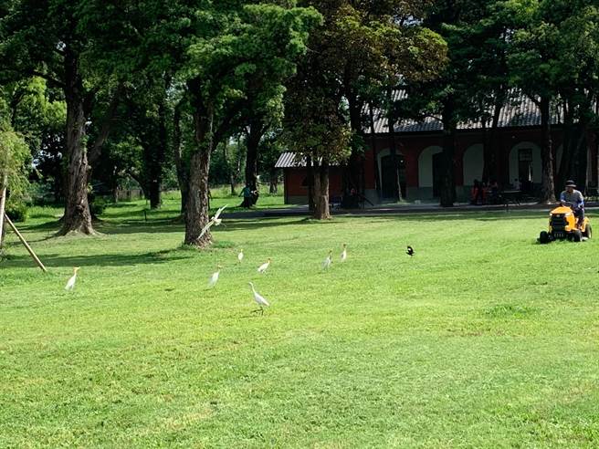 台南山上水道博物馆人员清除园区周边杂草，禽鸟跟在后方觅食。（台南市文化局提供／曹婷婷台南传真）