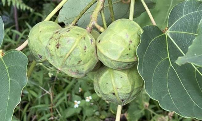 左化鹏》从油桐树种籽看生命的循环。(爱传媒提供)