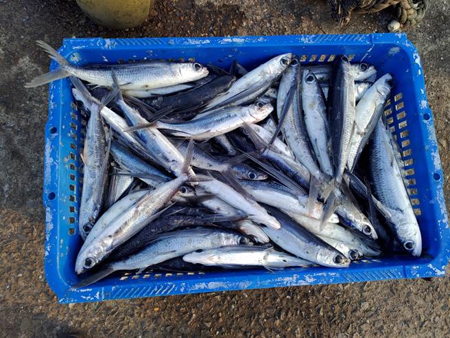 飞鱼以乾煎或进烤箱烤，至表面呈现金黄色后摆盘，依个人喜好挤上柠檬汁或洒上些许胡椒就可以享用。（新北市渔业处提供）