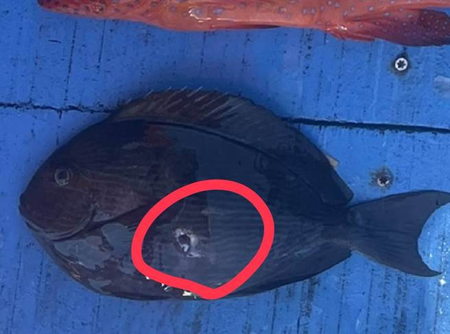 海巡人员巡察违规捕鱼，并在鱼货上发现皆有孔洞，明显违法。(海巡署提供)