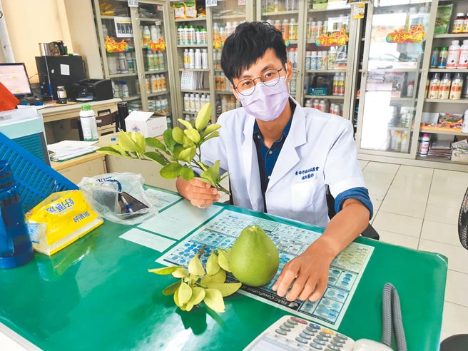台南市麻豆区农会植物医生邱柏钧4月20日报到，农友把有病变的枝叶到带到农会让邱柏钧检查。（刘秀芬摄）