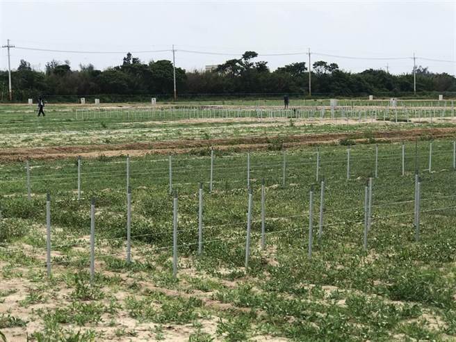 金门县府在农试所成立有机农业集团栽培专区，蔬果产品将优先提供地区学校营养午餐。（李金生摄）