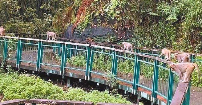 日月潭少了观光客，在山林生活的台湾猕猴，近来盘据自行车道或步道，附近民眾担心入侵民宅。（庄凉火提供／卢金足南投传真）
