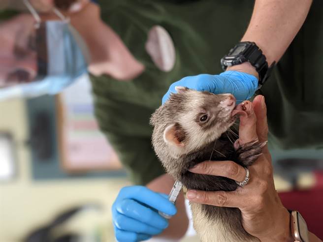 北加州旧金山湾区的奥克兰动物园说，已着手为园内动物打COVID-19疫苗，这是美国政府透过注射实验性疫苗，以保护动物计画的一环。(图/Oakland Zoo官网)