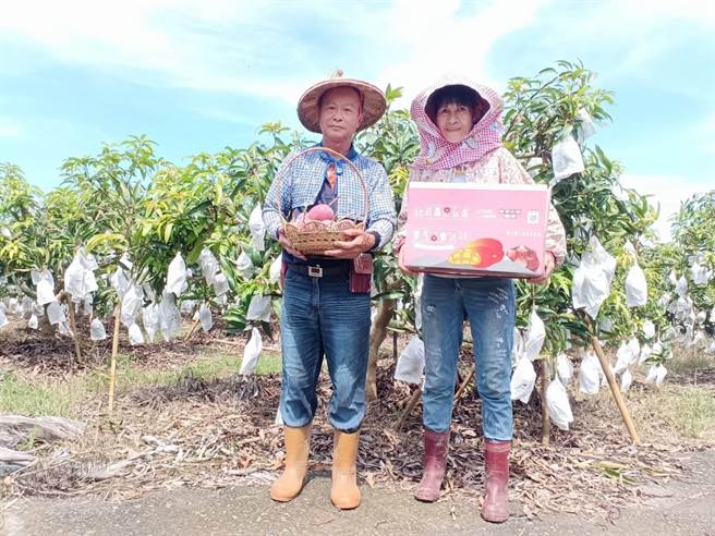 台南邮局与南化果树产销班合作行销红宝石爱文芒果，助农民行销也捐款公益。（读者提供／张毓翎台南传真）