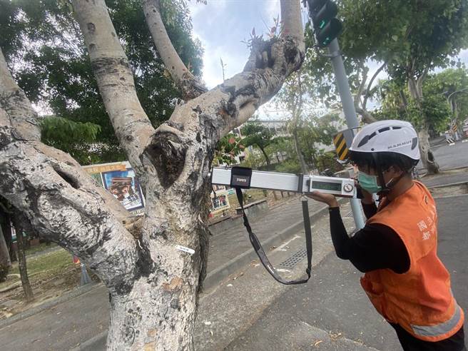 台南市針對風險行道樹進行檢測與追蹤。(台南市工務局提供／曹婷婷台南傳真)