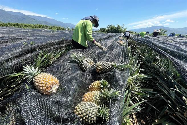 辛苦栽種18個月才採收的鳳梨，面臨血本無歸的困境，鹿鳴酒店透過直播幫忙小農。（莊哲權攝）