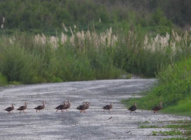 云林县麦寮乡浊水溪出海口生态丰富，生态团体忧风电入侵。（麦仔簝文化协会提供／张朝欣云林传真）