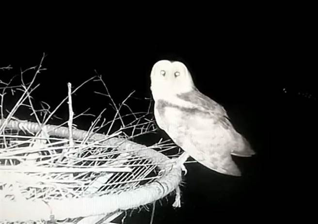 云林县麦寮乡浊水溪出海口生态丰富，吸引濒危东方草鸮栖息。（麦仔簝文化协会提供／张朝欣云林传真）