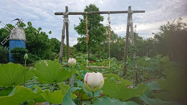 桃园市观音区莲荷园内部设有多项网美设施，提供游客自由拍照赏花。（业者提供／姜霏桃园传真）