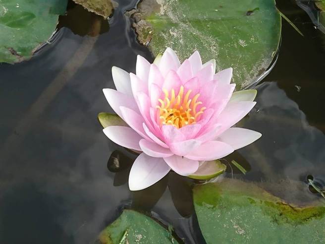 疫情延烧不断，桃园莲花季无法如期举习，业者嘆花都开好了，只能自己赏花了。（业者提供／姜霏桃园传真）