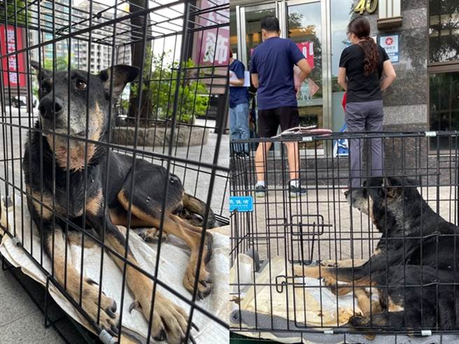 知名歌仔戏小生杨怀民日前将「阿华」紧急将牠送往台北医治，一路上阿华因不断便溺导致恶臭，但眾人仍忍着恶臭不断照料阿华，让他相当感动。（翻摄自杨怀民脸书）