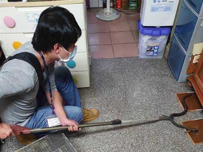 夏季蛇类误闯民宅事件频传，新北市动保处派员到民宅抓蛇。（新北市动保处提供）