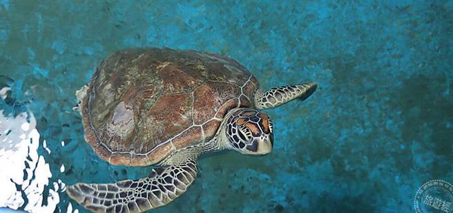 「海生馆-神秘的研究室」游程让游客近距离在萤幕前跟海龟互动。(图/旅游经 提供)