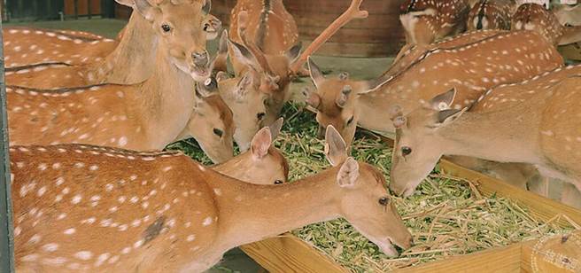 「线上梅花鹿小学堂」让孩子在家也能与大自然互动学习(图/旅游经 提供)