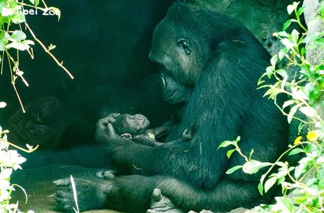 金剛猩猩「Iriki」對寶寶非常溫柔，慈愛看孩子的模樣被保育員拍下。(圖/臺北市立動物園提供)