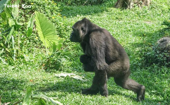 金剛猩猩「Iriki」是育兒高手，照顧起寶寶顯得游刃有餘。(圖/臺北市立動物園提供)