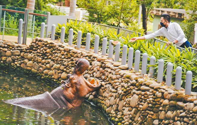 新竹市長林智堅6日表示，微解封是國人的期待，但最重要是中央指引、全國一致。圖為林智堅到閉園已近2個月的動物園餵河馬吃西瓜。（新竹市政府提供／陳育賢新竹傳真）