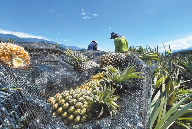 辛苦栽種18個月才採收的鳳梨，面臨血本無歸的困境。（莊哲權攝）