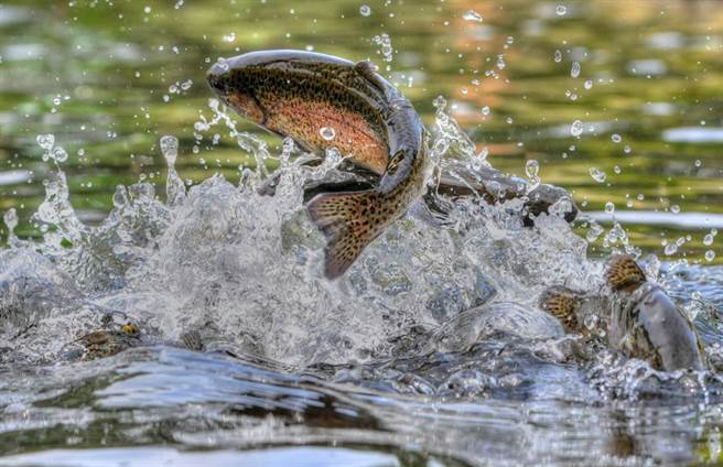 最新研究发现，人类将药物和毒品冲进马桶或是随意丢弃到水生生态系等行为，会害鱼类毒品上瘾。（示意图／达志影像）